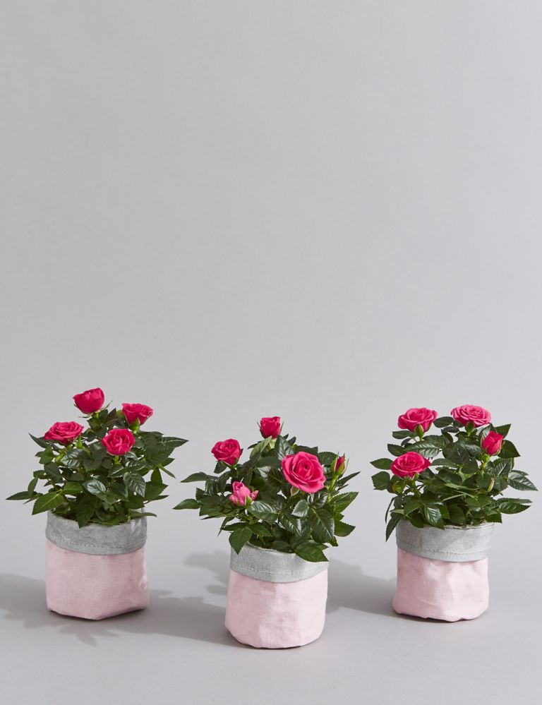 Mother's Day Letterbox Pink Rose Pots 1 of 6