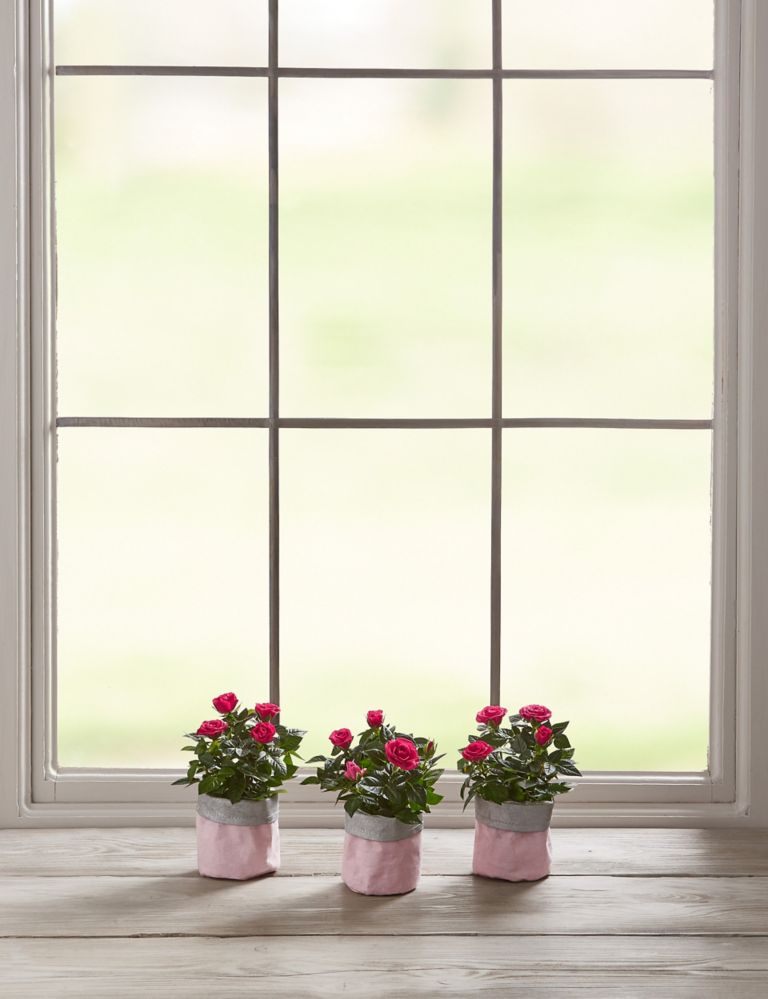 Mother's Day Letterbox Pink Rose Pots 4 of 6
