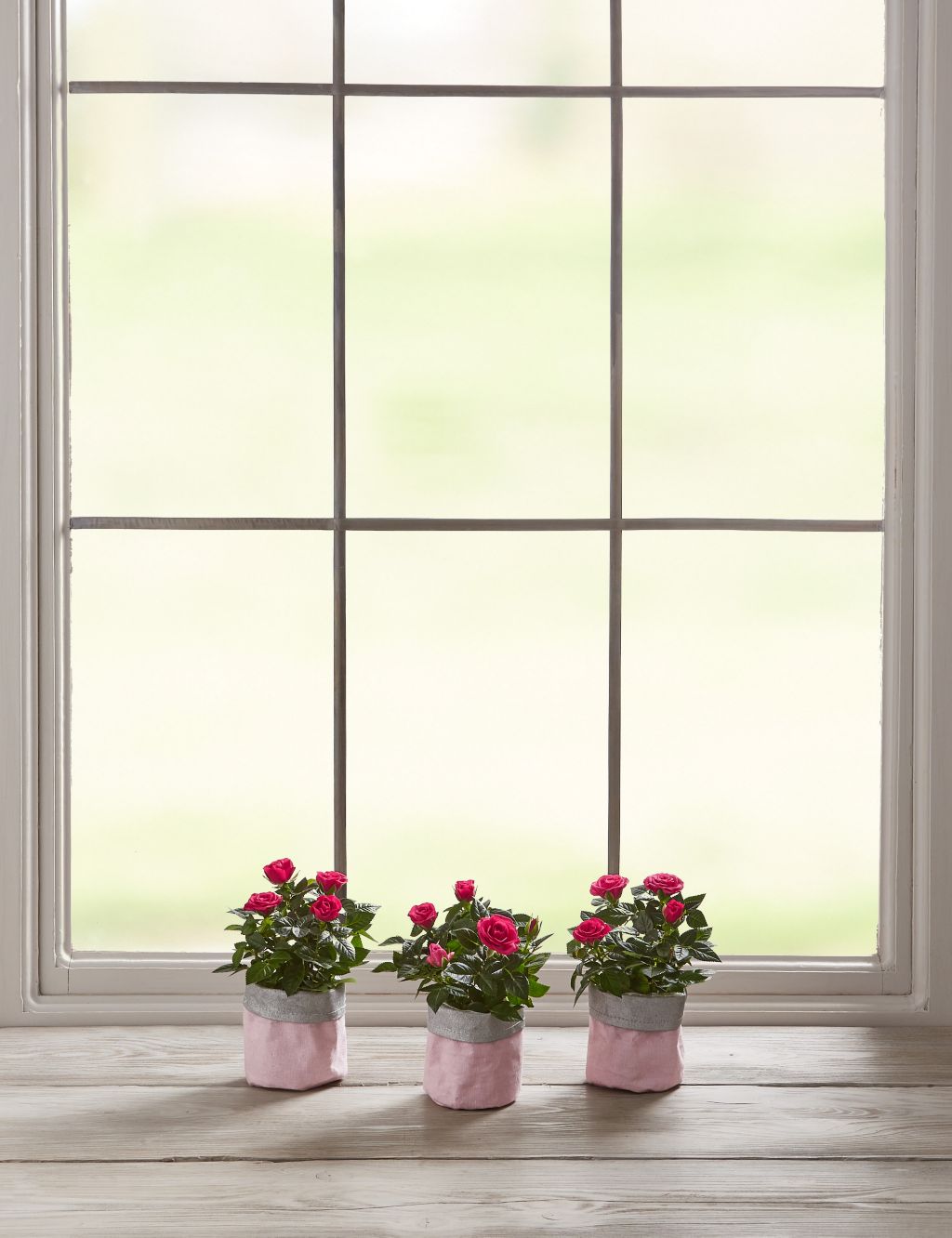 Mother's Day Letterbox Pink Rose Pots 4 of 6