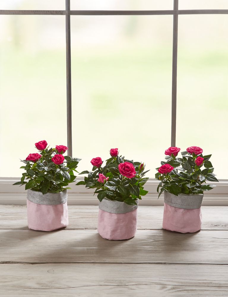 Mother's Day Letterbox Pink Rose Pots 2 of 6