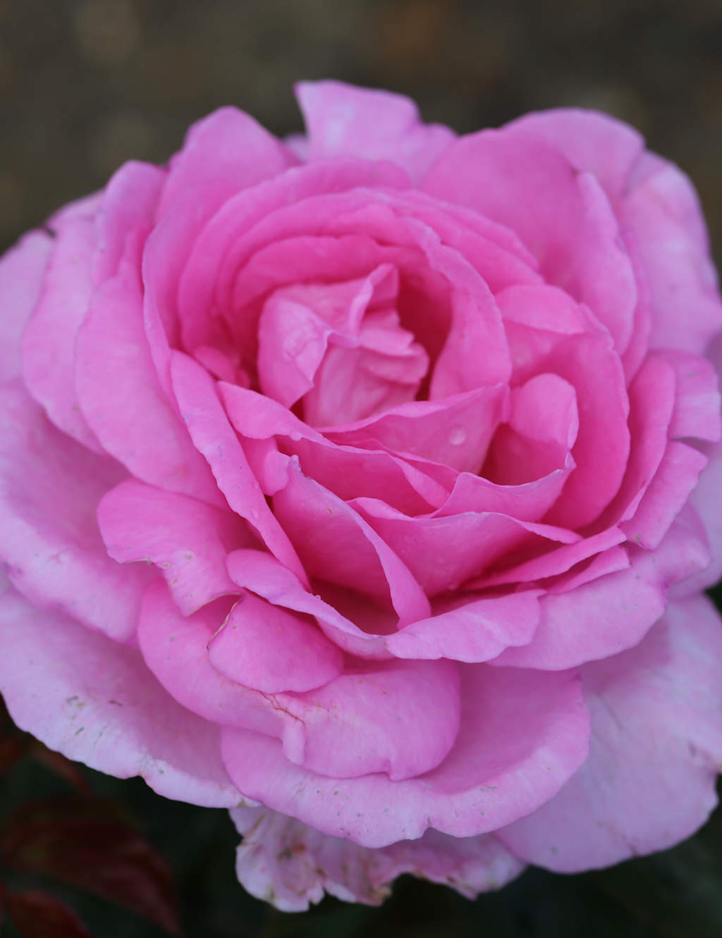 Mum in a Million Rose Plant M&S