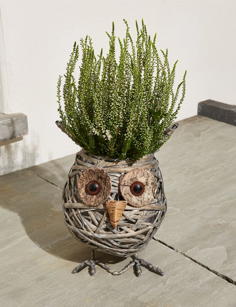 Novelty Owl Calluna Planter (Last Delivery Date 30th November) 1 of 5