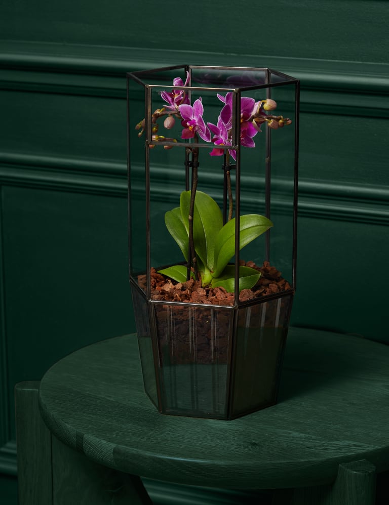 Stained Glass Orchid Stained Glass Flowers for Vase Stained Glass 3d Flower  Orchid Gift Glass Orchid Glass Flowers With Stems -  UK