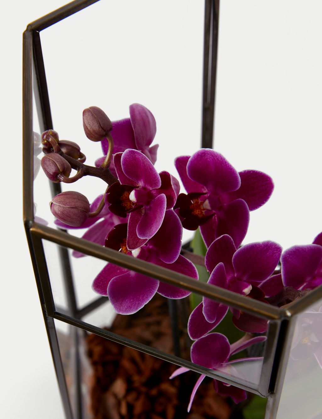 Orchid Glass Terrarium 2 of 4