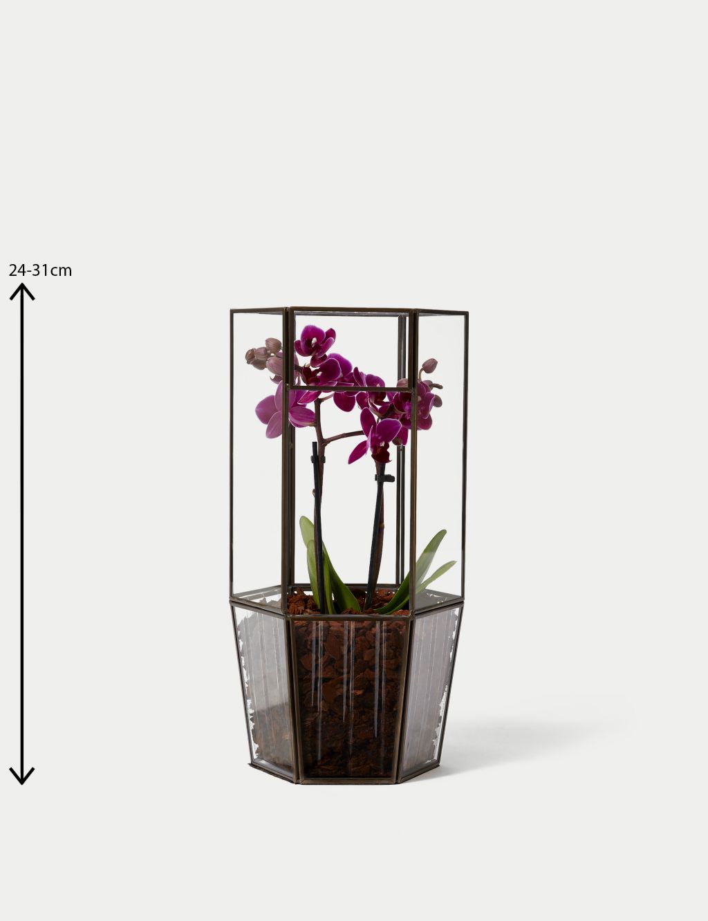 Orchid Glass Terrarium 4 of 4