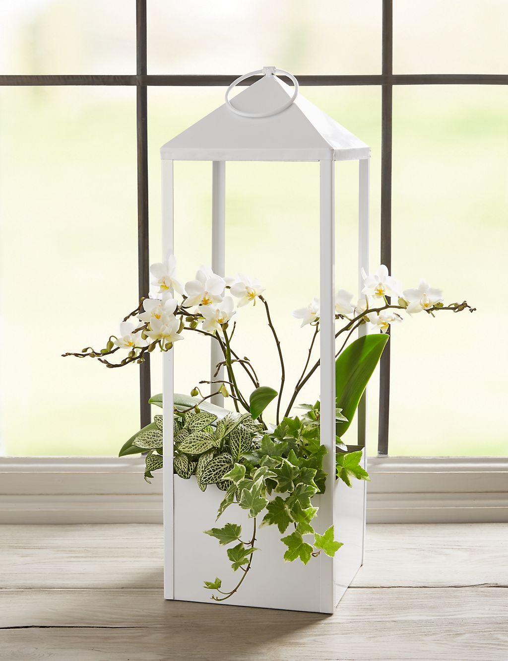 Orchid Lantern Planter 1 of 6
