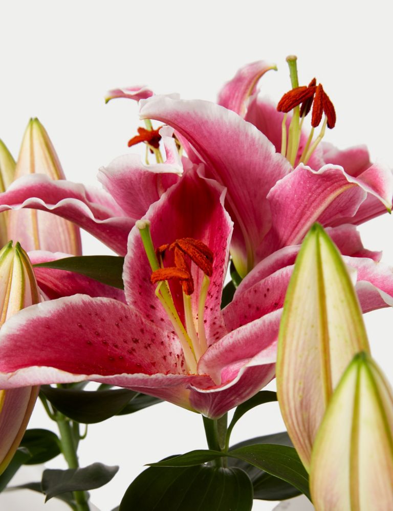 Oriental Lily 3 of 4