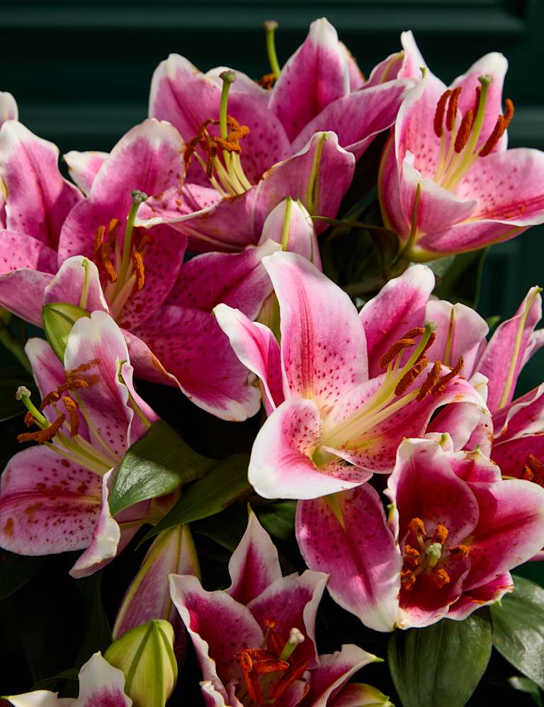 Oriental Lily M S