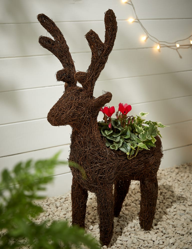 Oh deer red bottom shoes shop