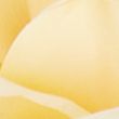Set of 2 Artificial Real Touch Rose Stems - yellow