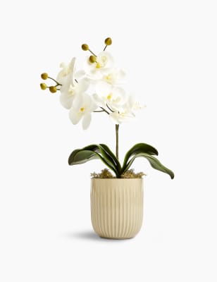 Orchid&eacute;e moyenne dans un pot &eacute;maill&eacute;