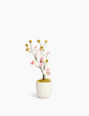 Petite orchid&eacute;e dispos&eacute;e dans un pot en b&eacute;ton