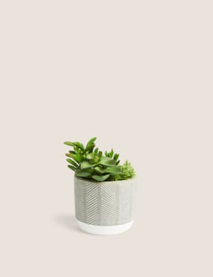 Succulente en pot en b&eacute;ton textur&eacute;