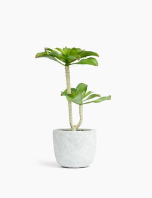 Petite succulente en pot