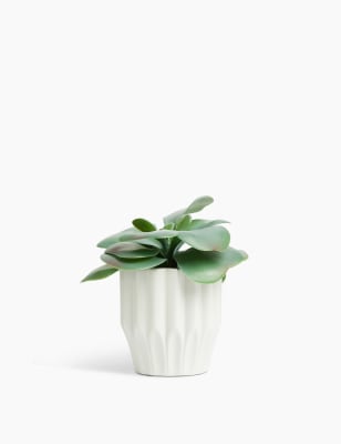 Succulente dispos&eacute;e dans un pot en c&eacute;ramique
