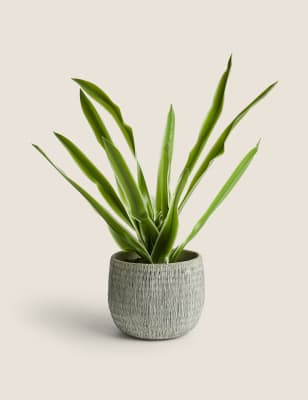 

Artificial House Plant in Textured Pot - Green, Green