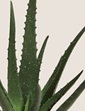 Artificial Aloe Plant in Pot