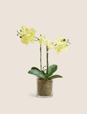 Moss & Sweetpea Artificial Real Touch Medium Orchid in Glass Pot - Yellow, Yellow