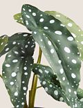 Artificial Begonia Plant