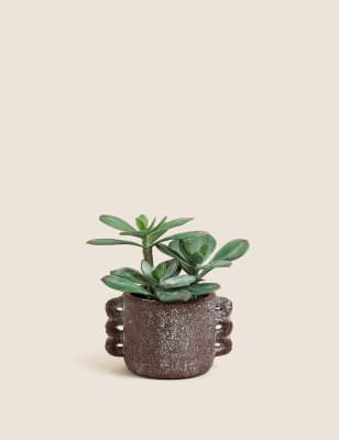 

Moss & Sweetpea Artificial Echeveria Grus Plant in Ceramic Pot - Green, Green