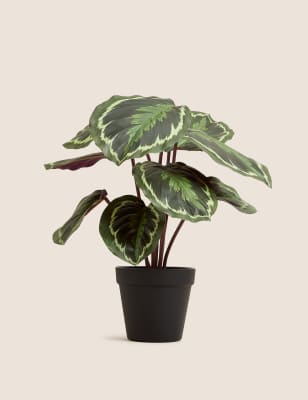 

Moss & Sweetpea Artificial Calathea Plant in Pot - Green, Green