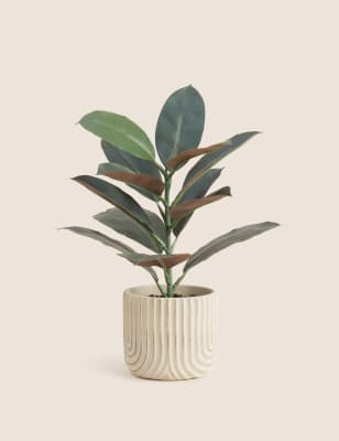 Artificial Rubber Plant in Concrete Pot