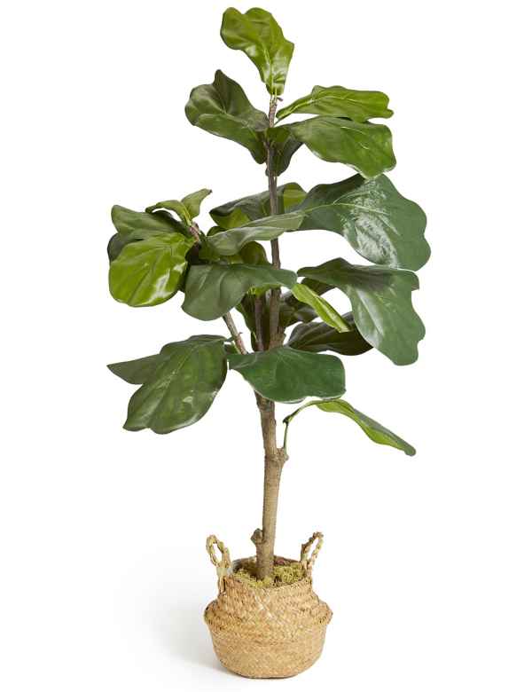Large Fiddle Leaf Fig Tree