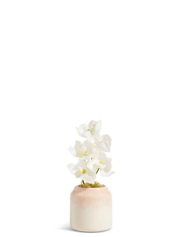 Mini Orchid In Ombre Ceramic
