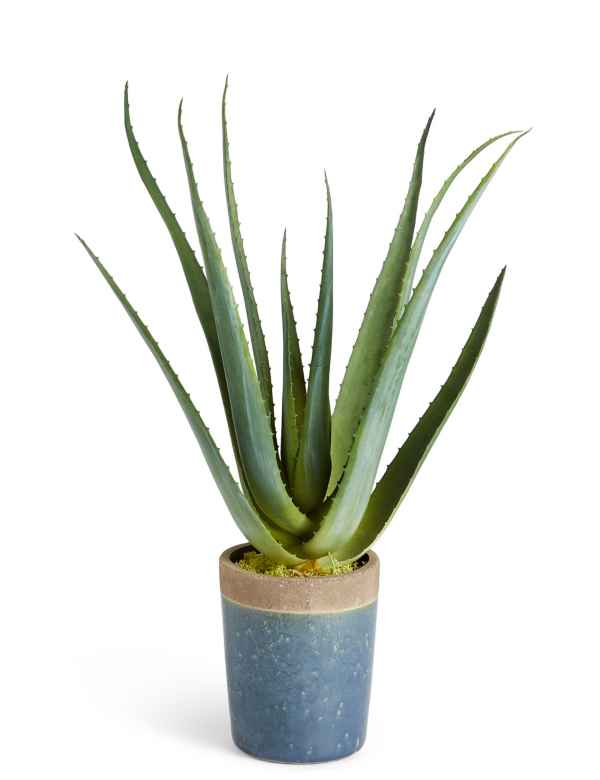 Large Aloe In Blue Ceramic