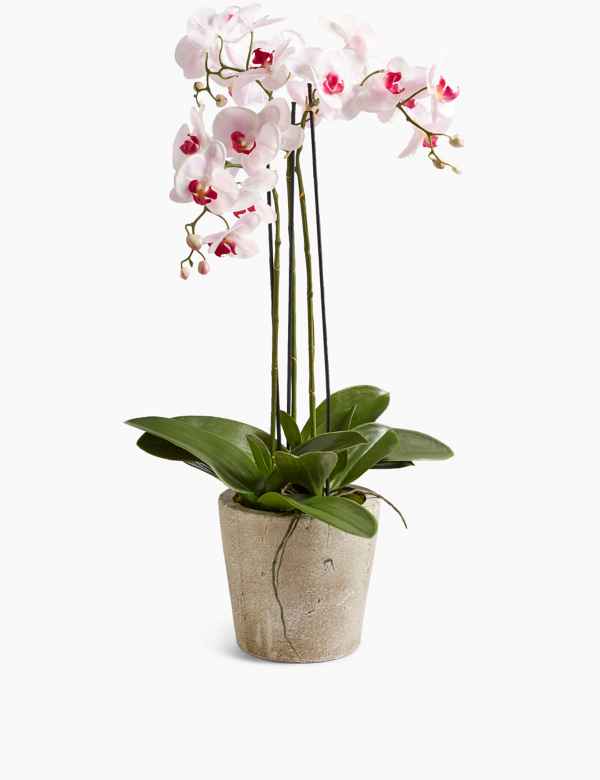 Large Orchid In Ceramic Pot