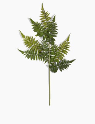 Foug&egrave;re &agrave; tige unique