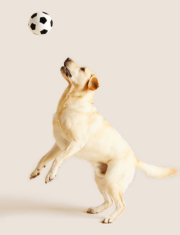 Football Pet Toy - BE