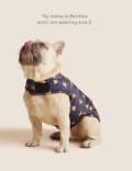 Spencer Bear Jumper For Pets