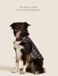 Spencer Bear Jumper For Pets