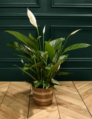 Peace Lily