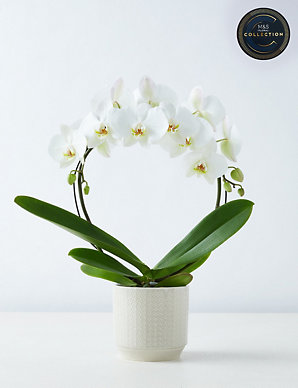 Phalaenopsis Orchid Hoop House Plant