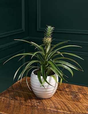 Indoor Plants