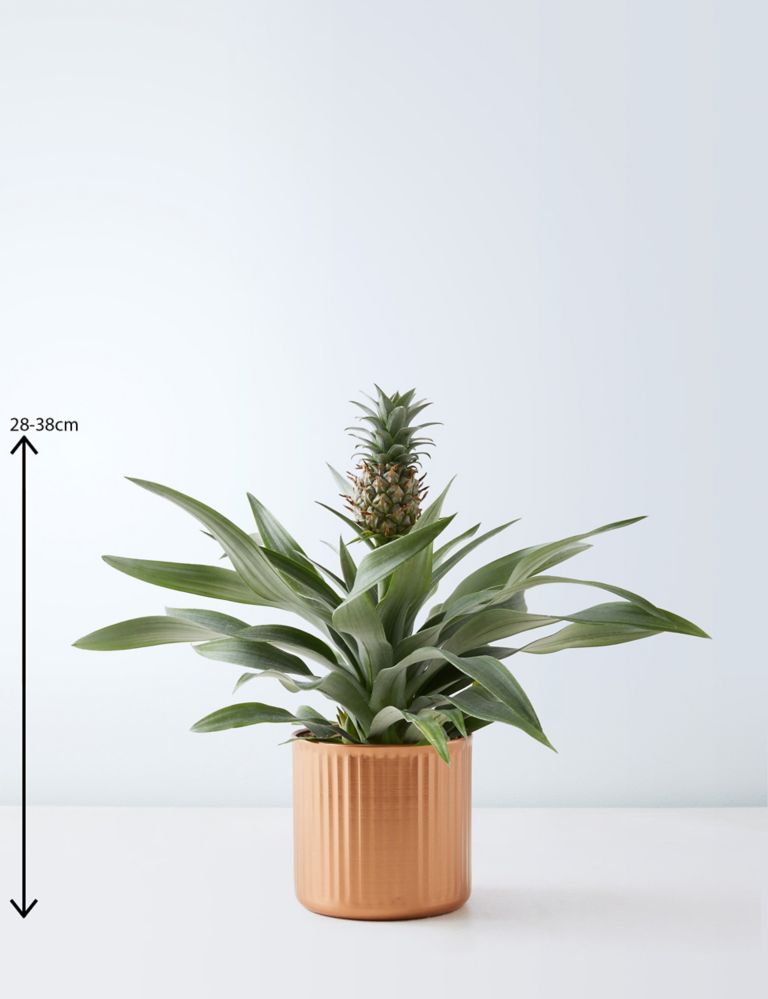 Pineapple Plant in Tin Pot 3 of 4