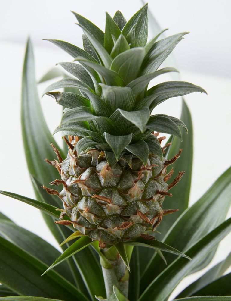 Pineapple Plant in Tin Pot 4 of 4