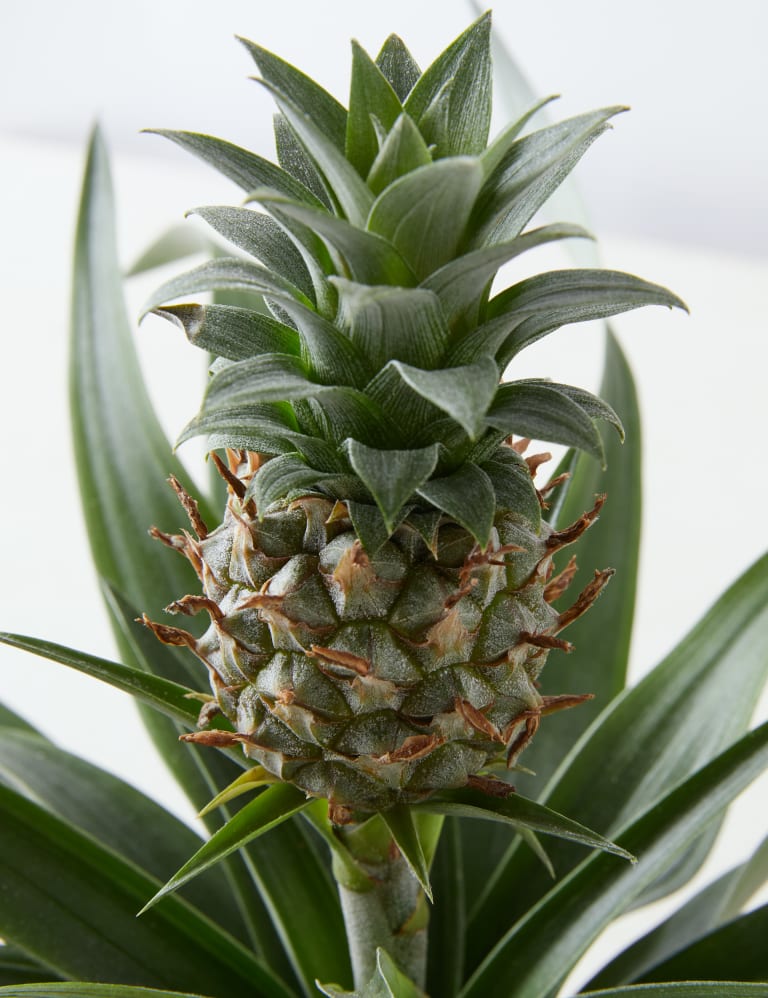 Pineapple clothing hot sale reviews