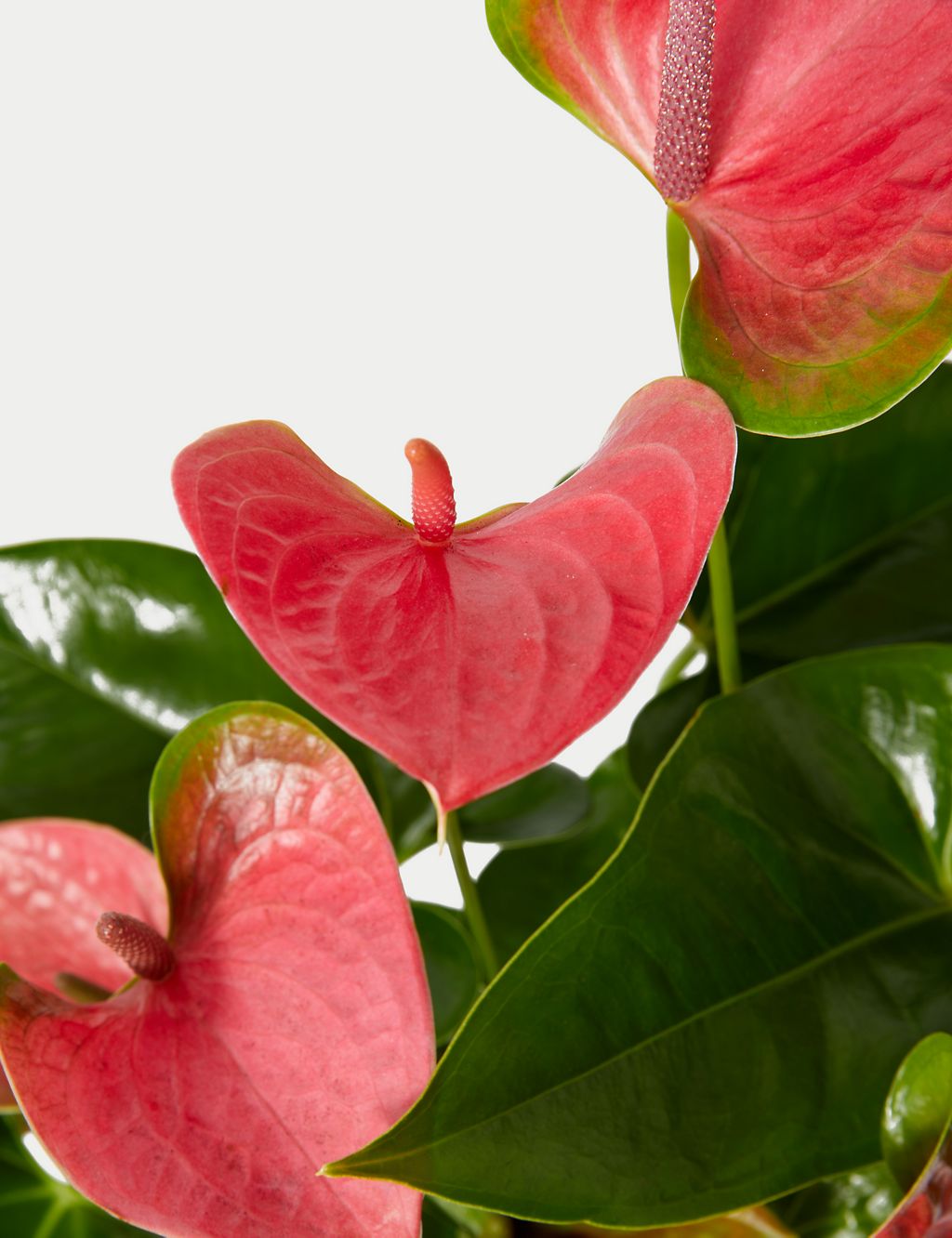 Pink Anthurium Plant with Woven Pot 2 of 3