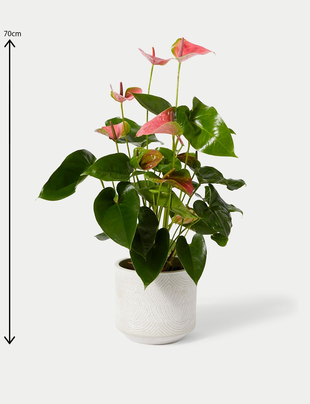 Pink Anthurium Plant with Woven Pot 1 of 3