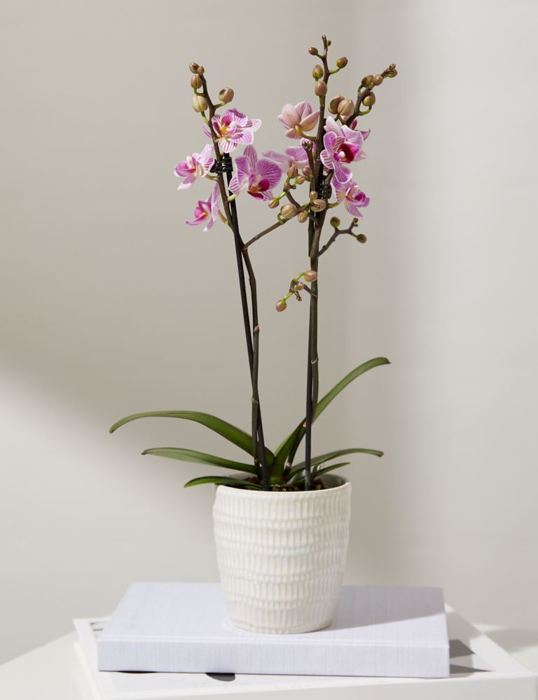 Pink Miniature Phalaenopsis Orchid in Ceramic Pot 1 of 4