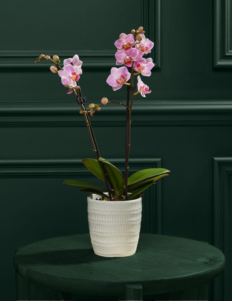 Pink Miniature Phalaenopsis Orchid in Ceramic Pot 1 of 4