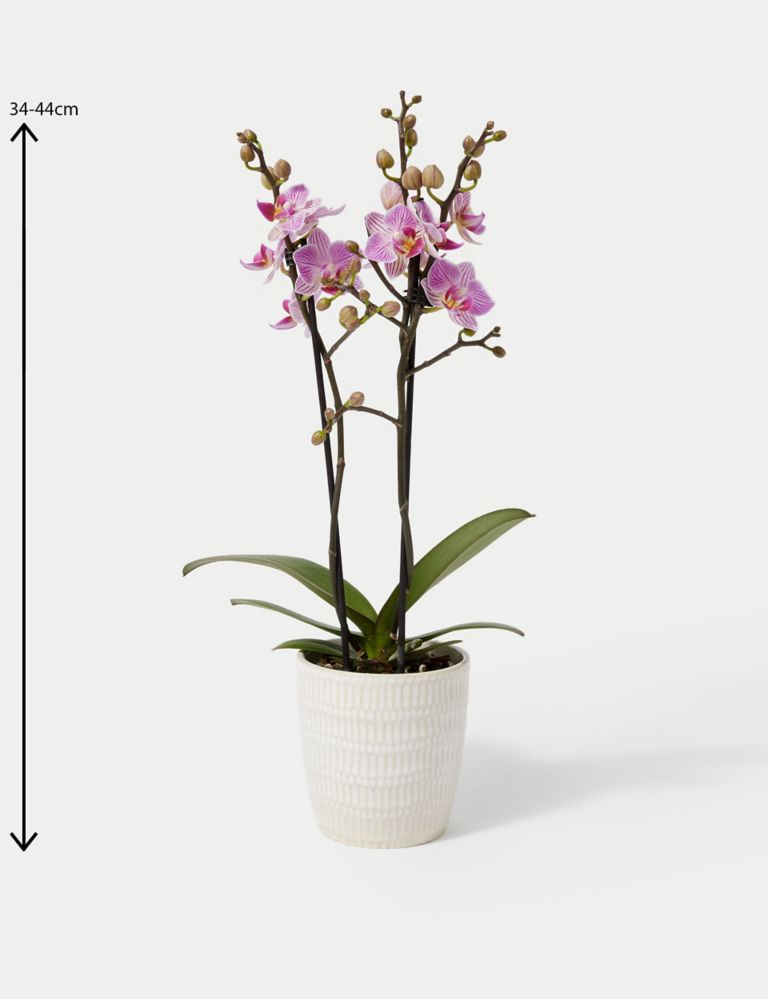 Pink Miniature Phalaenopsis Orchid in Ceramic Pot 4 of 4