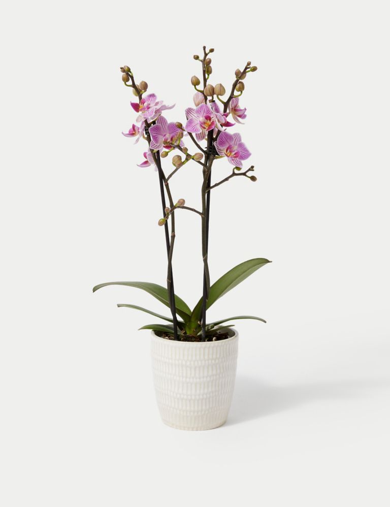Pink Miniature Phalaenopsis Orchid in Ceramic Pot 2 of 4
