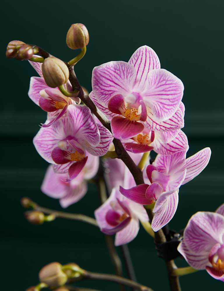 Pink Miniature Phalaenopsis Orch…