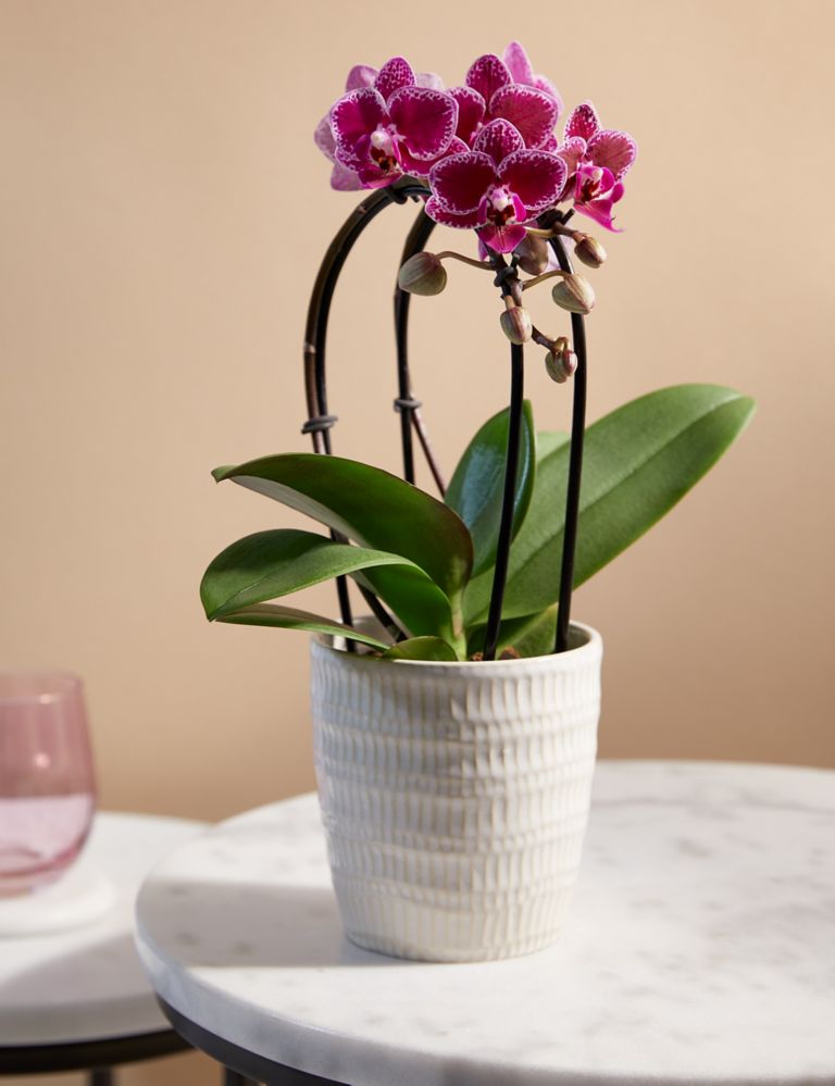 Purple Miniature Phalaenopsis Cascade Orchid in Ceramic Pot 1 of 4