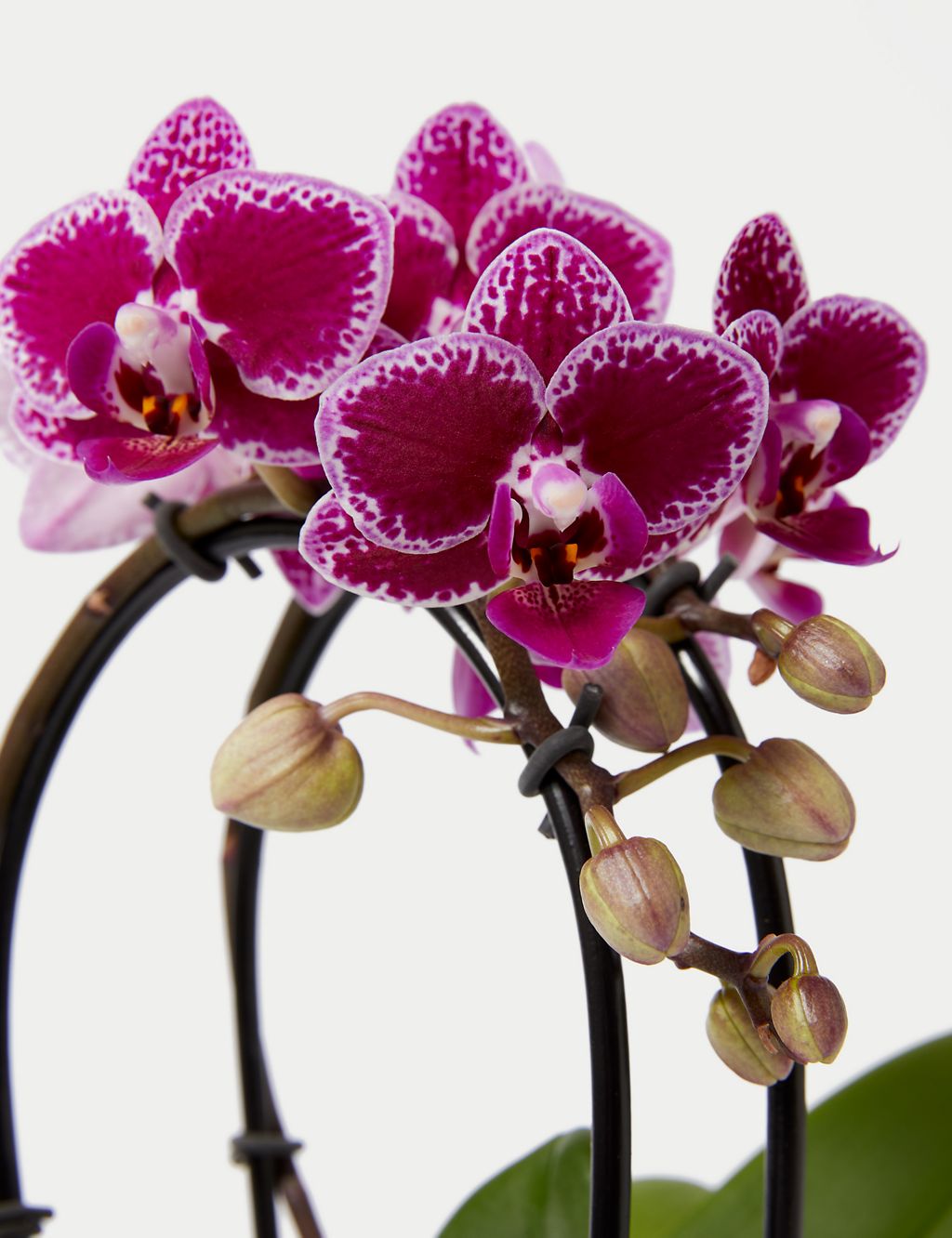 Purple Miniature Phalaenopsis Cascade Orchid in Ceramic Pot 2 of 4