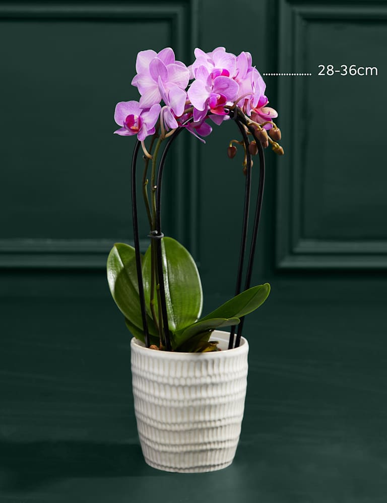 Ghost fern dress orchid bloom cheap